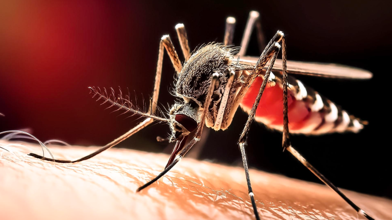 síntomas de dengue