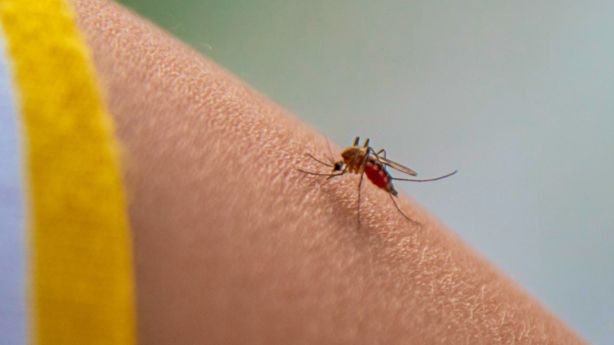 dengue en niños síntomas